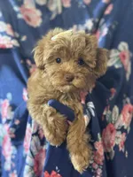 Shelby 0570, a female Cavapoo for sale in Cabool, MO – 1 of 1
