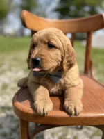 Daniel 6168, a male Golden Retriever for sale in Cabool, MO – Photo 2 of 2