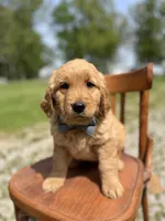 Daniel 6168, a male Golden Retriever for sale in Cabool, MO – Photo 1 of 2