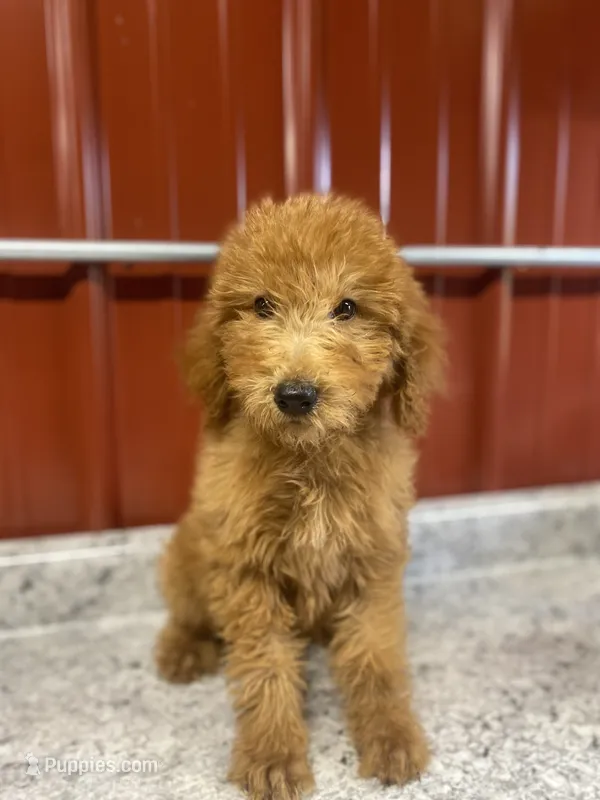 Prince 8183 – Goldendoodle puppy for sale in Cabool, MO