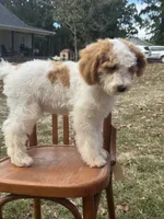 Duke 1574, a male Miniature Goldendoodle for sale in Cabool, MO – 4 of 5