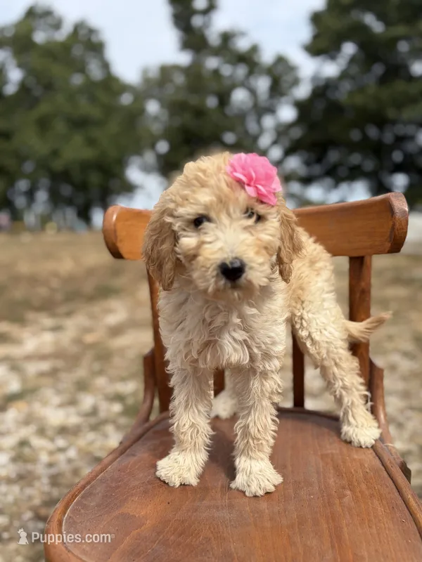 Leslie 0377 – Goldendoodle puppy for sale in Cabool, MO