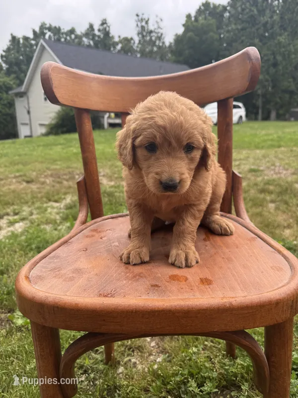 Bailey 0212 – Goldendoodle puppy for sale in Cabool, MO