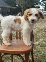 Duke 1574, a male Miniature Goldendoodle for sale in Cabool, MO – 3 of 5
