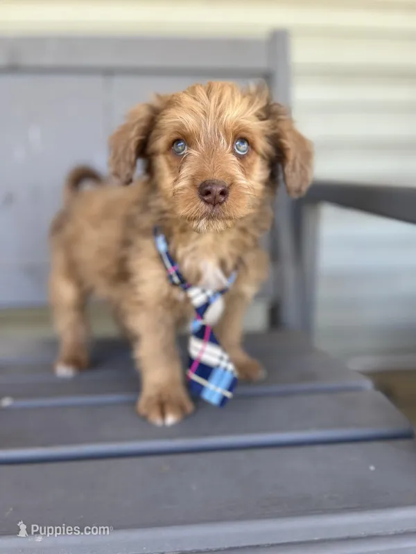 Wallace – Miniature Aussiedoodle puppy for sale in Cabool, MO