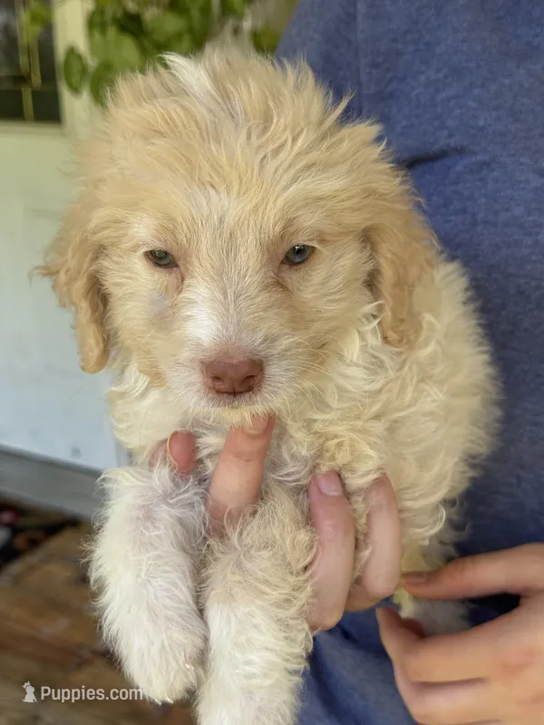 Hollis 6268 – Miniature Aussiedoodle puppy for sale in Cabool, MO