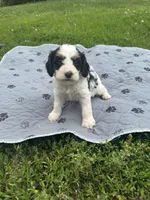 Timon, a male Cavapoo for sale in Cabool, MO – 2 of 2