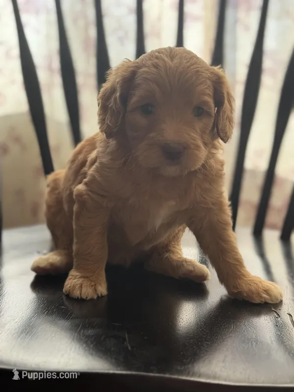 Grace – Goldendoodle puppy for sale in Cabool, MO