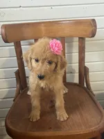 Abby 0058, a female Goldendoodle for sale in Cabool, MO – 5 of 7