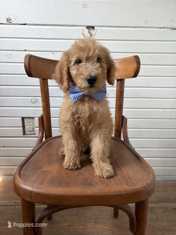 Ace 9003 – Goldendoodle puppy for sale in Cabool, MO