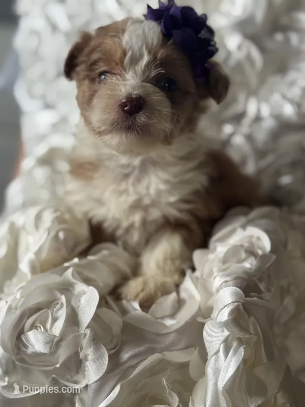 Wynona 0487 – Miniature Aussiedoodle puppy for sale in Cabool, MO