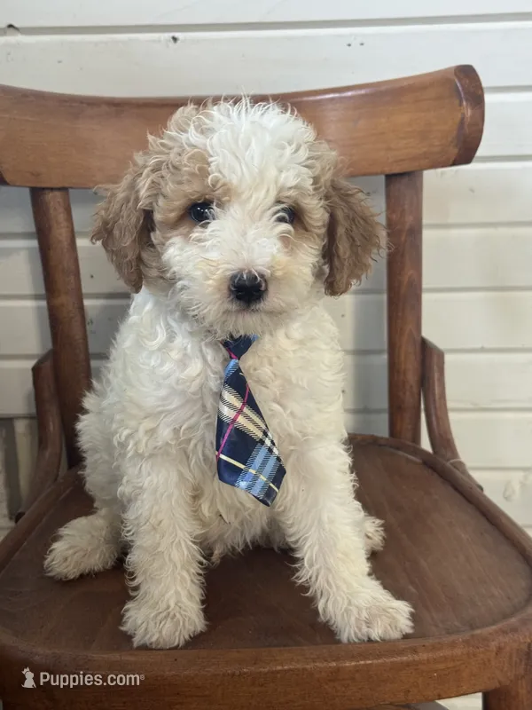 Duke 1574 – Miniature Goldendoodle puppy for sale in Cabool, MO