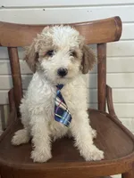 Duke 1574, a male Miniature Goldendoodle for sale in Cabool, MO – 1 of 1