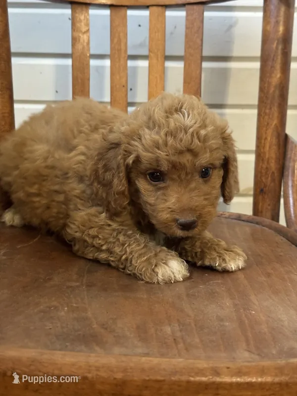 Harmon – Miniature Aussiedoodle puppy for sale in Cabool, MO