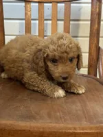 Harmon, a male Miniature Aussiedoodle for sale in Cabool, MO – 1 of 1