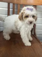 Sammie 3556, a female Cavapoo for sale in Cabool, MO – 2 of 2
