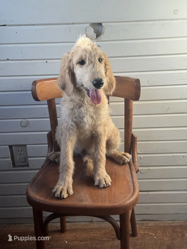 Abner 1584 – Goldendoodle puppy for sale in Cabool, MO