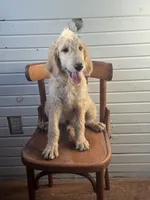 Abner 1584, a male Goldendoodle for sale in Cabool, MO – 1 of 2