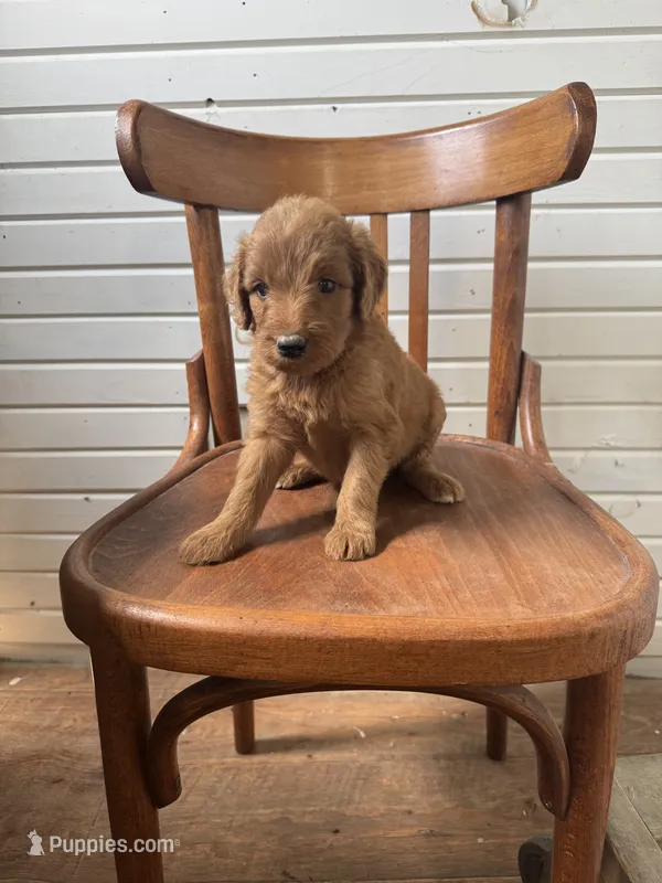 Ashlinn 6187 – Goldendoodle puppy for sale in Cabool, MO