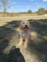 Dexter 8633, a male Miniature Goldendoodle for sale in Cabool, MO – 2 of 2