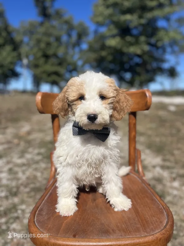 Duke 1574 – Miniature Goldendoodle puppy for sale in Cabool, MO
