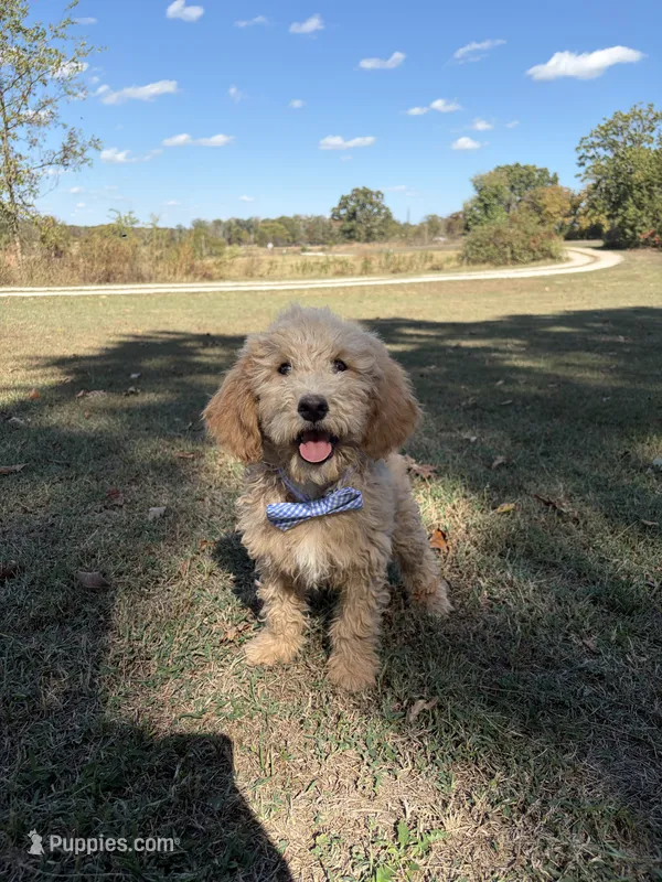 Dexter 8633 – Miniature Goldendoodle puppy for sale in Cabool, MO