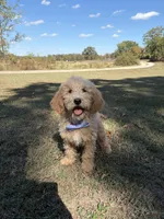 Dexter 8633, a male Miniature Goldendoodle for sale in Cabool, MO – 1 of 2