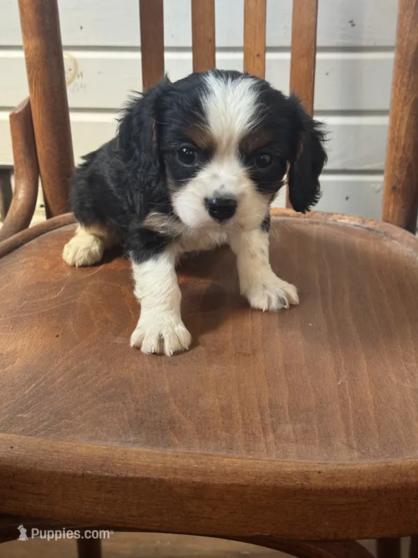 Rascal 5881 – Cavalier King Charles Spaniel puppy for sale in Cabool, MO