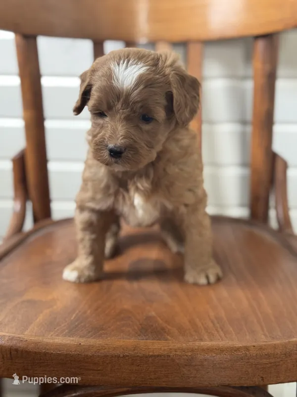 Gage 0676 – Goldendoodle puppy for sale in Cabool, MO