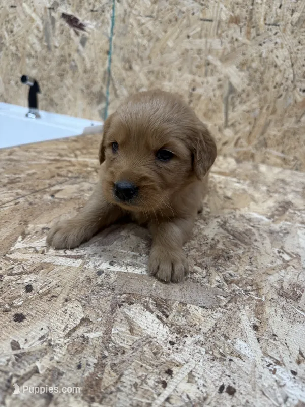 Jane pink – Golden Retriever puppy for sale in Cabool, MO