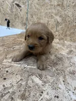 Jane pink, a female Golden Retriever for sale in Cabool, MO – 1 of 2