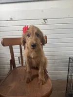 Ashlinn 6187, a female Goldendoodle for sale in Cabool, MO – 1 of 7