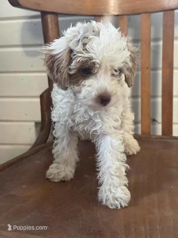 Sammie – Cavapoo puppy for sale in Cabool, MO