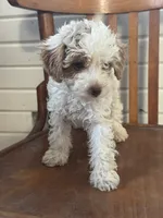 Sammie, a female Cavapoo for sale in Cabool, MO – 1 of 1