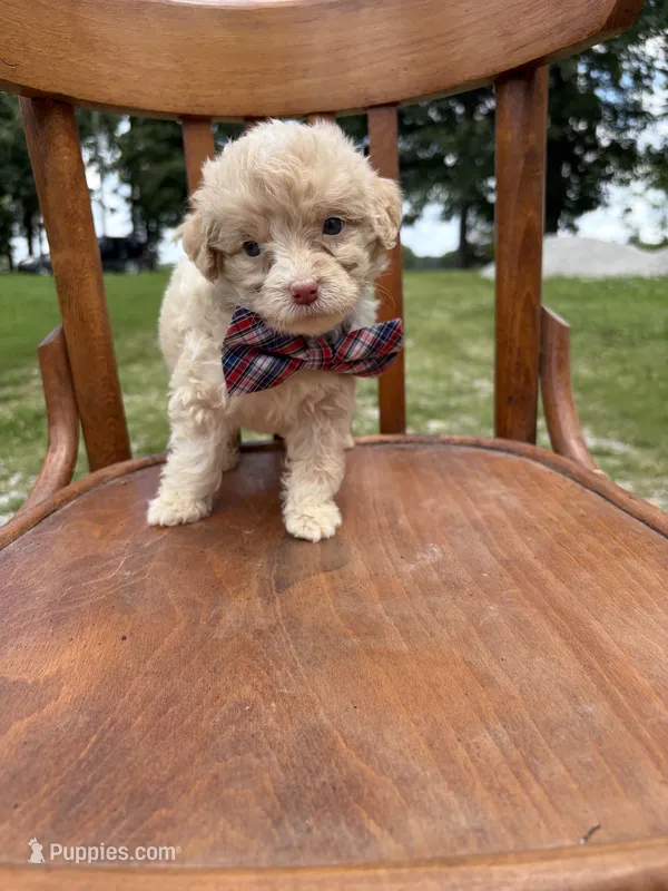 Hollis 6268 – Miniature Aussiedoodle puppy for sale in Cabool, MO
