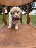 Hollis 6268, a male Miniature Aussiedoodle for sale in Cabool, MO – 1 of 1