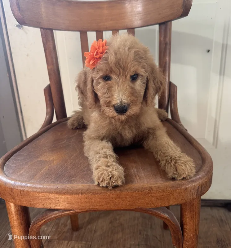 Annie 8341 – Goldendoodle puppy for sale in Cabool, MO