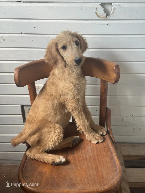 Abby 0058 – Goldendoodle puppy for sale in Cabool, MO
