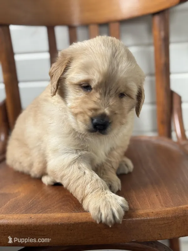 Betsy – Golden Retriever puppy for sale in Cabool, MO