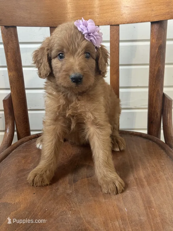 Ashlinn 6187 – Goldendoodle puppy for sale in Cabool, MO