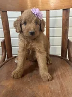 Ashlinn 6187, a female Goldendoodle for sale in Cabool, MO – 6 of 7