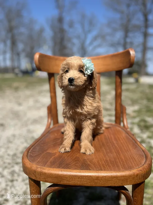 Ginger 5240 – Goldendoodle puppy for sale in Cabool, MO