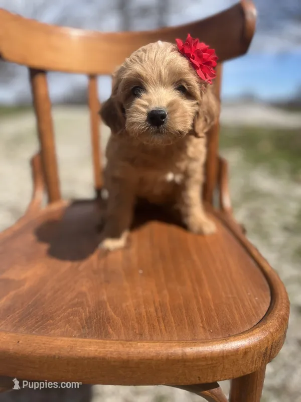Ginger 5240 – Goldendoodle puppy for sale in Cabool, MO