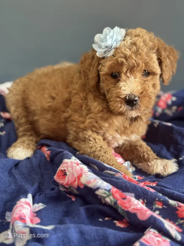 Dalila 1930 – Miniature Goldendoodle puppy for sale in Cabool, MO