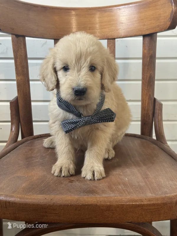 Abner 1584 – Goldendoodle puppy for sale in Cabool, MO