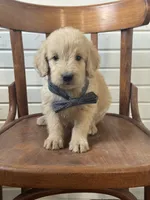 Abner 1584, a male Goldendoodle for sale in Cabool, MO – 1 of 1