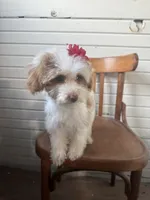 Sassy 172, a female Cavapoo for sale in Cabool, MO – 2 of 3