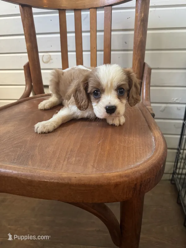 Reggie – Cavalier King Charles Spaniel puppy for sale in Cabool, MO