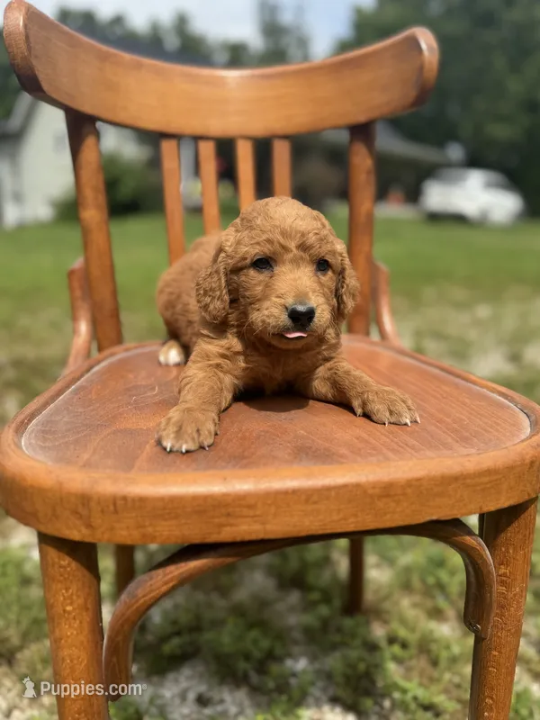 Braxton 0049 – Goldendoodle puppy for sale in Cabool, MO