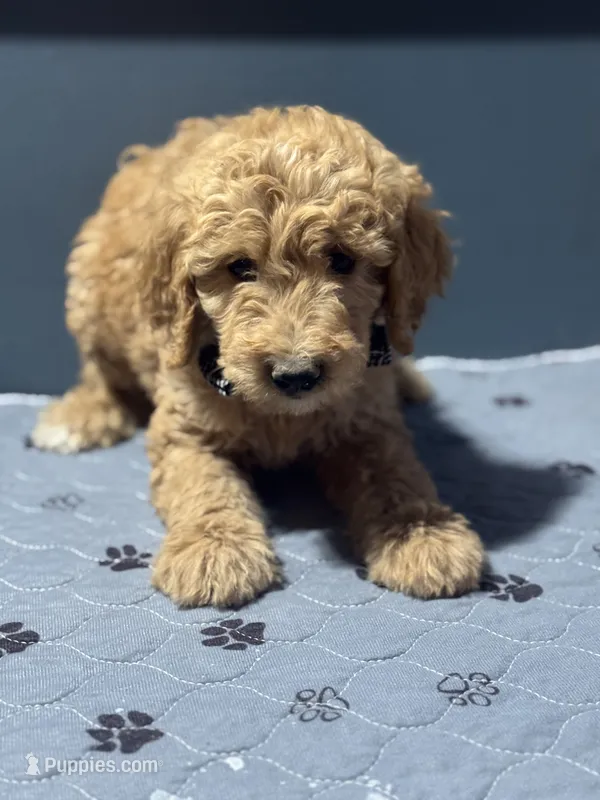 Louis 8838 – Goldendoodle puppy for sale in Cabool, MO